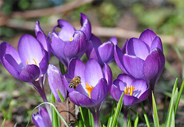 Krokusse mit Bienchen