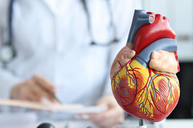 Herzmodel mit Doktor